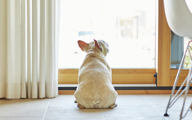 [特集]ペットと幸せにくらせる家