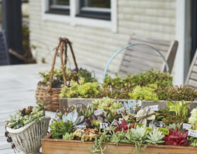 花と緑あふれる暮らしを、もっと身近に。Live in harmony with Green!