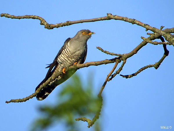 第60回鳥の鳴き声と春の習慣 Gokotta ヨークオッタ コラム From Sweden 北欧の暮らし