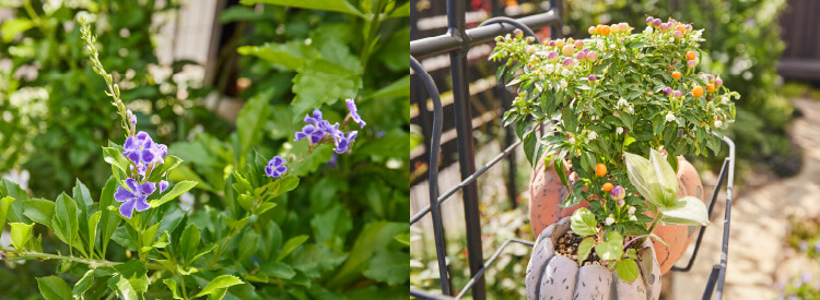 10.庭の植物